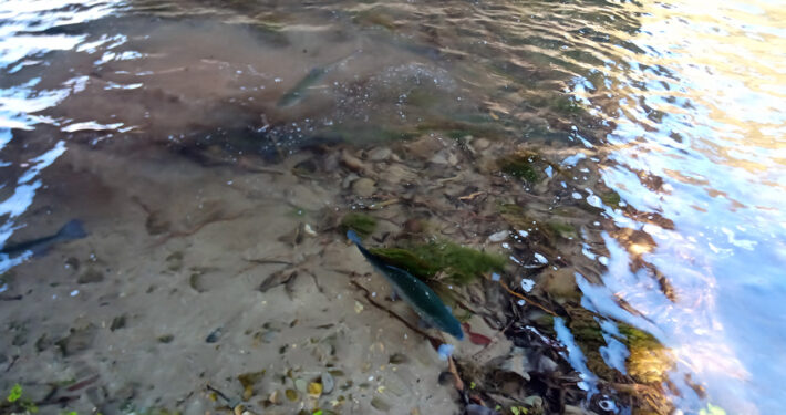 Repoblación de trucha arcoíris-Coto intensivo de pesca de Anguciana-1
